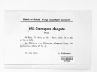 Cercospora elongata image
